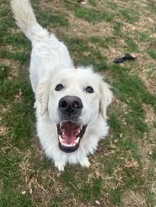 dog for rehoming - Photo 5