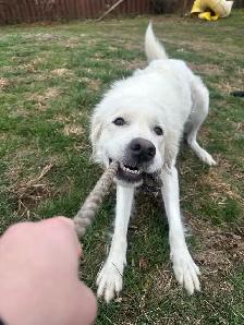 dog for rehoming - Photo 6