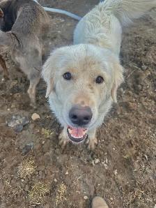 dog for rehoming - Photo 7