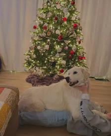 dog for rehoming - Photo 8