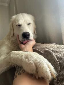 dog for rehoming - Photo 9