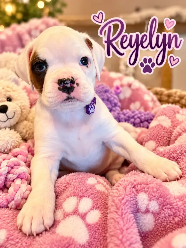 Boxer Puppies for sale