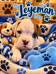 Boxer Puppies for sale - Photo 2
