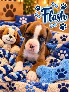 Boxer Puppies for sale - Photo 3