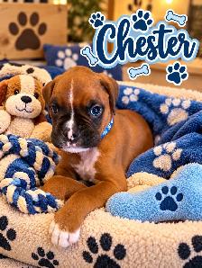 Boxer Puppies for sale - Photo 4