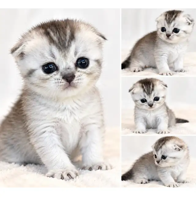 ✨ UNE PETITE PRINCESSE SCOTTISH FOLD À FAIRE CRAQUER ! ✨