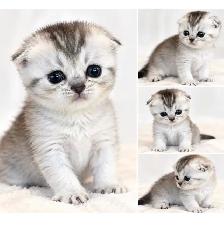 ✨ UNE PETITE PRINCESSE SCOTTISH FOLD À FAIRE CRAQUER ! ✨