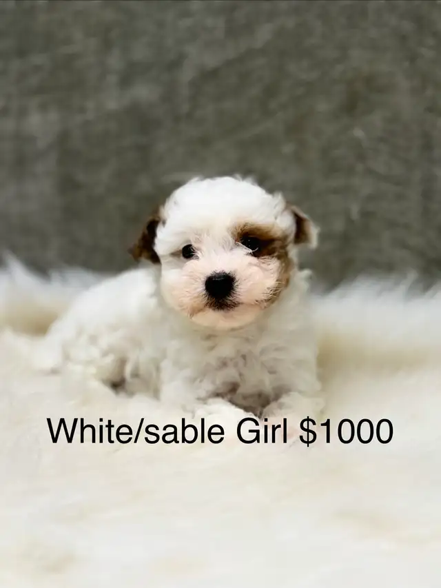Havapoo Havanese X Toy Poodle Puppies
