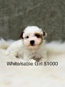 Havapoo Havanese X Toy Poodle Puppies