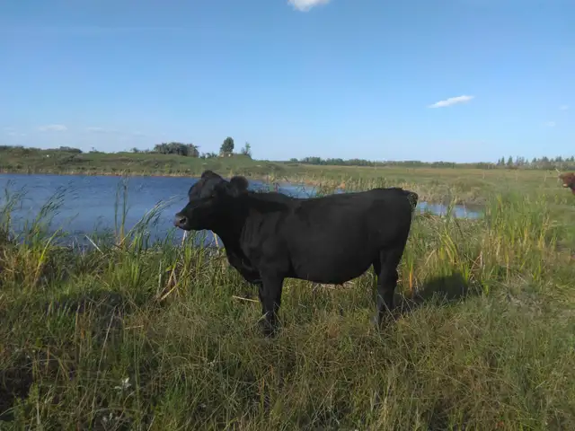 Steers and Highland Bulls