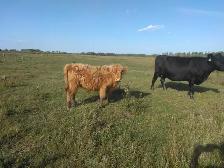 Steers and Highland Bulls - Photo 5