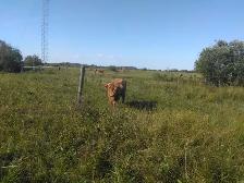 Steers and Highland Bulls - Photo 6