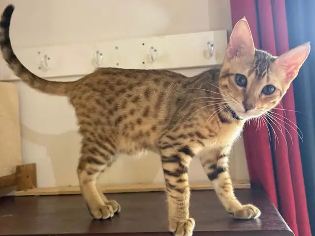 Chaton mâle Savannah golden (collier noir)