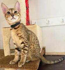 Chaton mâle Savannah golden (collier noir) - Photo 2
