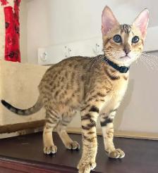 Chaton mâle Savannah golden (collier noir) - Photo 3