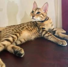 Chaton mâle Savannah golden (collier noir) - Photo 7