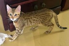 Chaton mâle Savannah golden (collier noir) - Photo 8