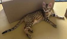 Chaton mâle Savannah golden (collier noir) - Photo 9