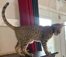 Chaton mâle Savannah golden (collier noir) - Photo 10