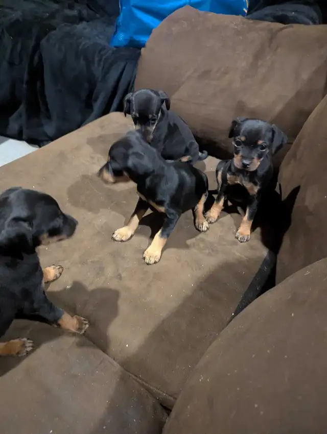 4 rat terrier puppies for sale