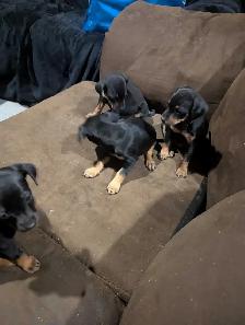 4 rat terrier puppies for sale - Photo 2