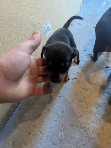 4 rat terrier puppies for sale - Photo 3