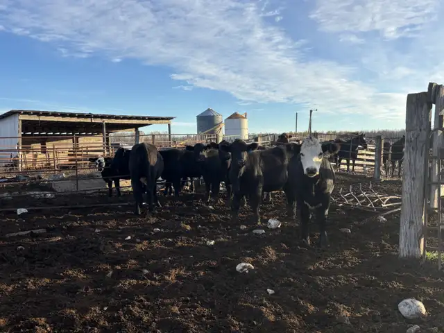 Heifers for sale