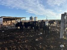 Heifers for sale
