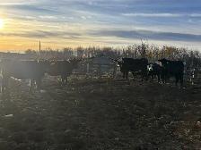 Heifers for sale - Photo 2