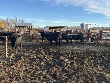 Heifers for sale - Photo 3