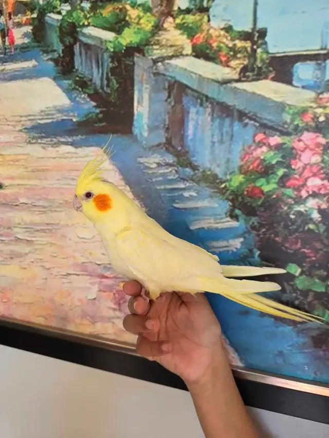 Cocktail Baby Lutino