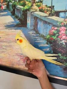 Cocktail Baby Lutino