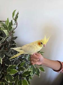 Cocktail Baby Lutino - Photo 2