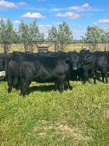 Black angus bred heifers