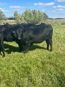 Black angus bred heifers - Photo 2