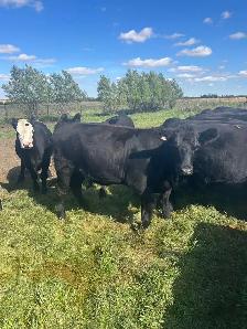 Black angus bred heifers - Photo 3