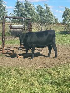 Black angus bred heifers - Photo 4