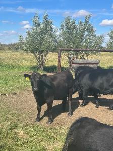Black angus bred heifers - Photo 5
