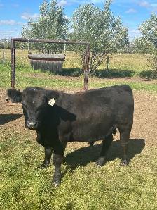 Black angus bred heifers - Photo 6