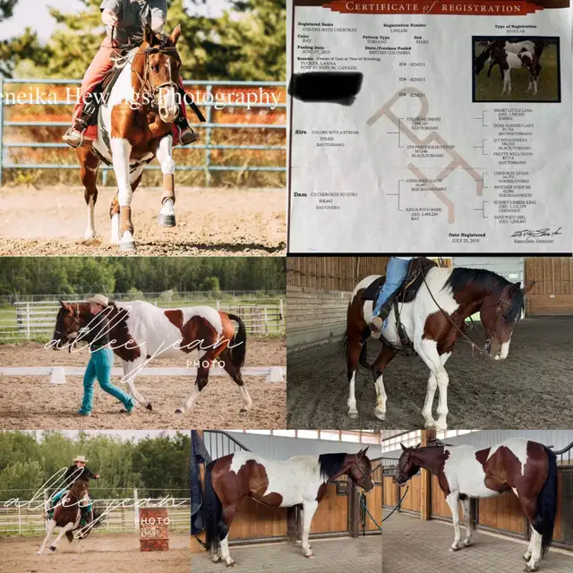 Multiple performance bred horses available