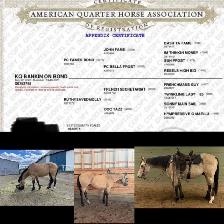 Multiple performance bred horses available - Photo 2