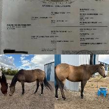 Multiple performance bred horses available - Photo 3