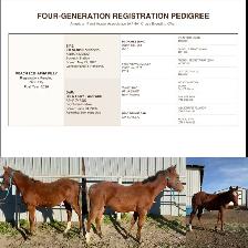 Multiple performance bred horses available - Photo 4