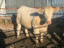 Charolais bred heifers due January February