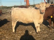 Charolais bred heifers due January February - Photo 2
