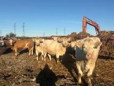 Charolais bred heifers due January February - Photo 3