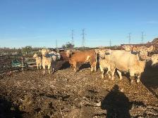 Charolais bred heifers due January February - Photo 4
