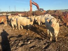 Charolais bred heifers due January February - Photo 5