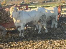 Charolais bred heifers due January February - Photo 6