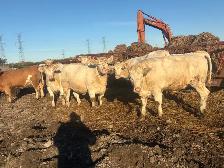 Charolais bred heifers due January February - Photo 7